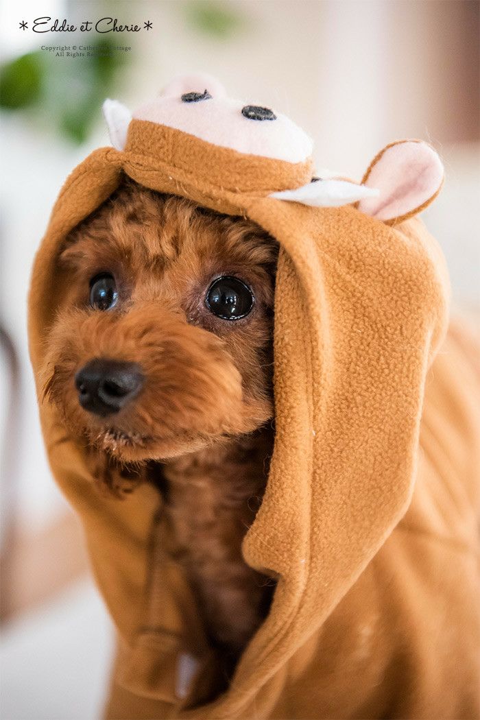 1024円 まとめ買いクーポン利用価格 犬用 イノシシ着ぐるみパーカーyup12 メール便優先商品 Eop キャサリンコテージ